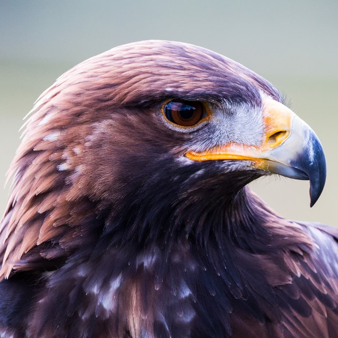 OneEagle